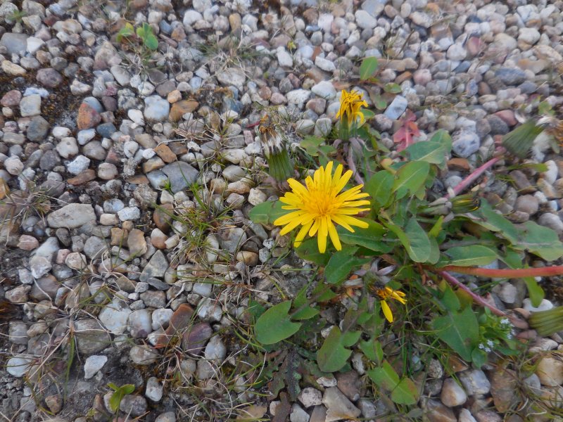 PISSENLIT dans la cour (photo prise le 5 avril 2025). Tellement connu qu'on ne le regarde plus, le pissenlit est la plante la plus nectarifère et la plus pollinifère. vue 1. REMI JAYAT
